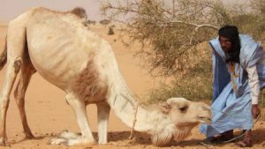 «Dans le Sud mauritanien, la vie d’un Kowri  ne vaut pas celle d’un dromadaire ! » (1)